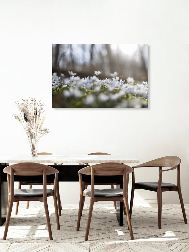Frühlingswald mit Buschwindröschen im Gegenlicht, Deutschland – Fotokunst von Nadja Jacke als Poster oder Acrylglasbild