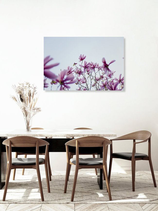 Spring Beneath the Magnolia Canopy, Germany – wall art by Nadja Jacke as Poster or Acrylic Glass Print