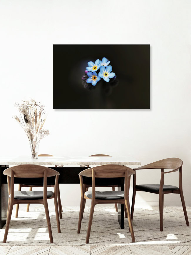 Forget-me-not, Germany – wall art by Manuela Deigert as Poster or Acrylic Glass Print