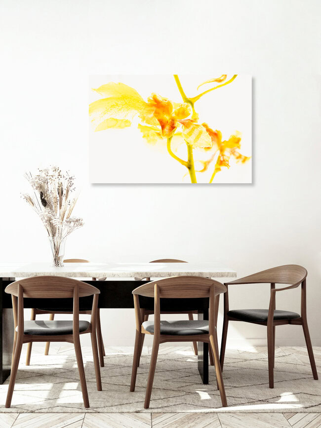 Oncidium in Eis 2, Deutschland – Fotokunst von Marc Heiligenstein als Poster oder Acrylglasbild