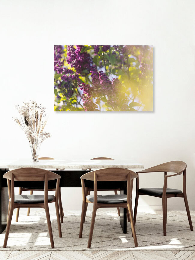 Lilac Blossoms in Sunlight, Germany – wall art by Nadja Jacke as Poster or Acrylic Glass Print