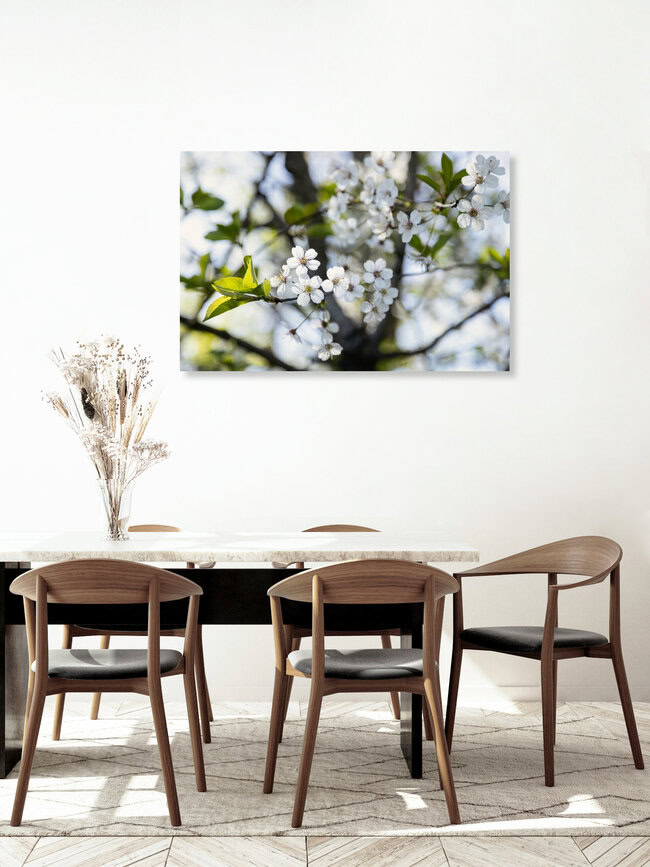 Wild Cherry Blossom in Spring Light, Germany – wall art by Nadja Jacke as Poster or Acrylic Glass Print