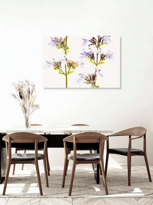 2 shoots of catnip in ice, Germany – wall art by Marc Heiligenstein as Poster or Acrylic Glass Print