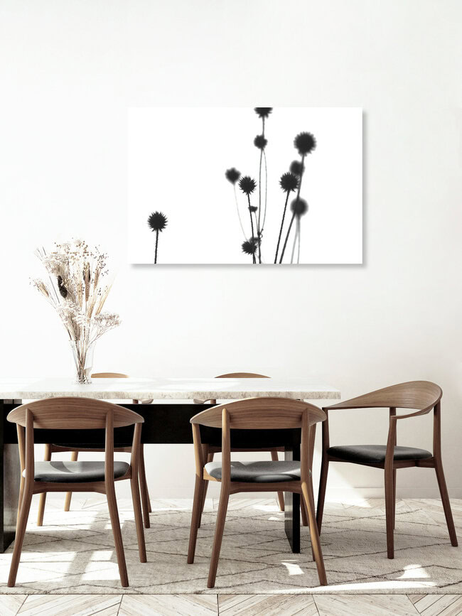 Echinops, Germany – wall art by Sandra Fritz as Poster or Acrylic Glass Print
