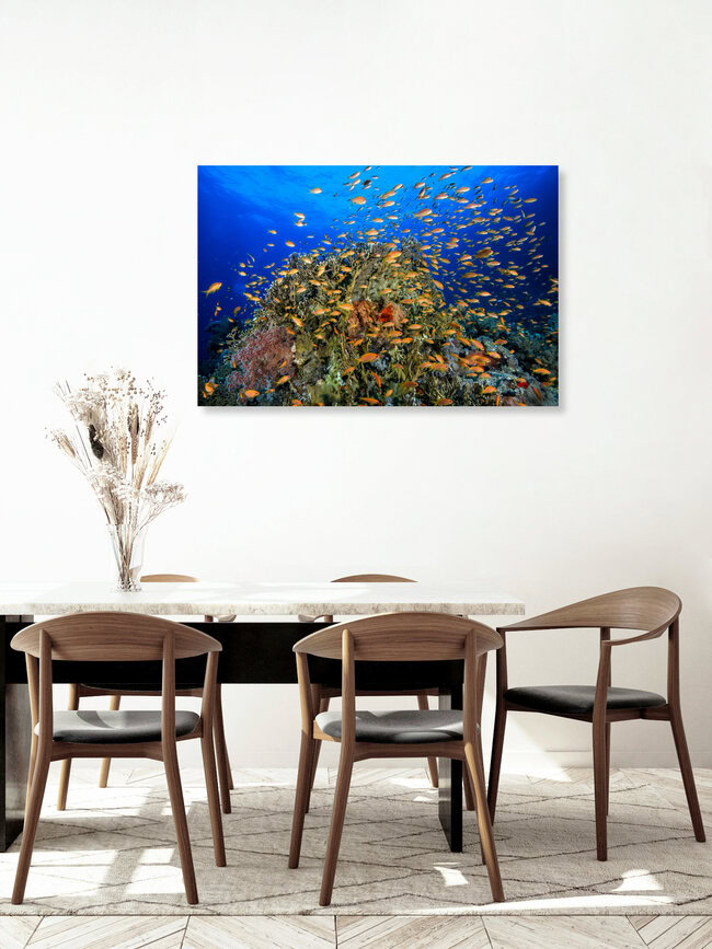Red Sea reef, Egypt – wall art by Christian Schlamann as Poster or Acrylic Glass Print