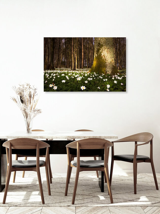 Buschwindröschen, Deutschland – Fotokunst von Heiko Gerlicher als Poster oder Acrylglasbild