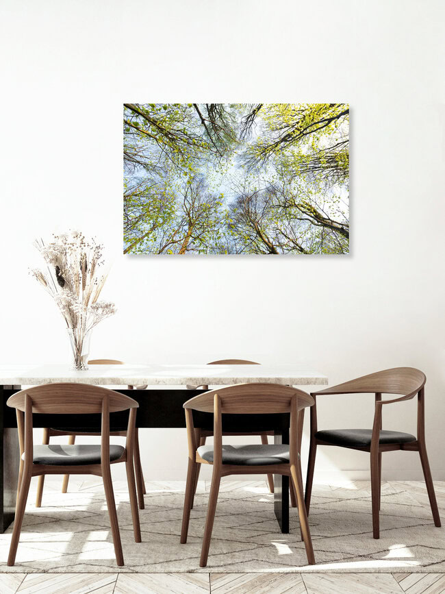 Erwachen der Buchen, Deutschland – Fotokunst von Florian Nessler als Poster oder Acrylglasbild