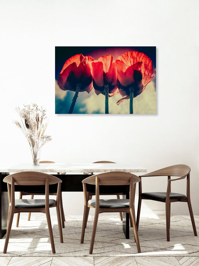 Tulpen, Germany – wall art by Felizitas Maaz as Poster or Acrylic Glass Print