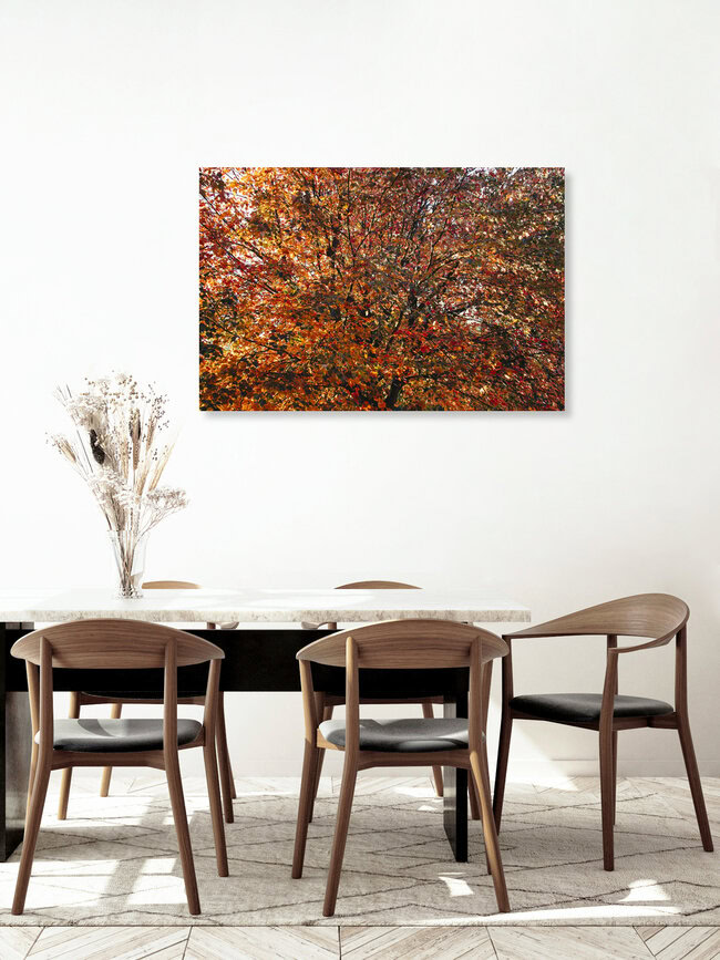 Ahronbaum im Herbstkleid, Deutschland – Fotokunst von Nadja Jacke als Poster oder Acrylglasbild