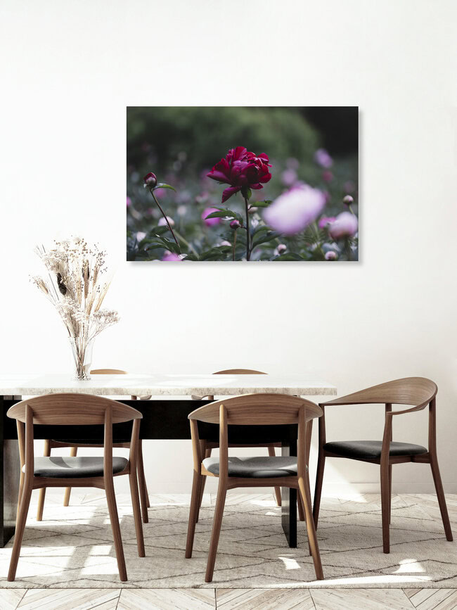 Dark red peony on a summer day, Germany – wall art by Nadja Jacke as Poster or Acrylic Glass Print
