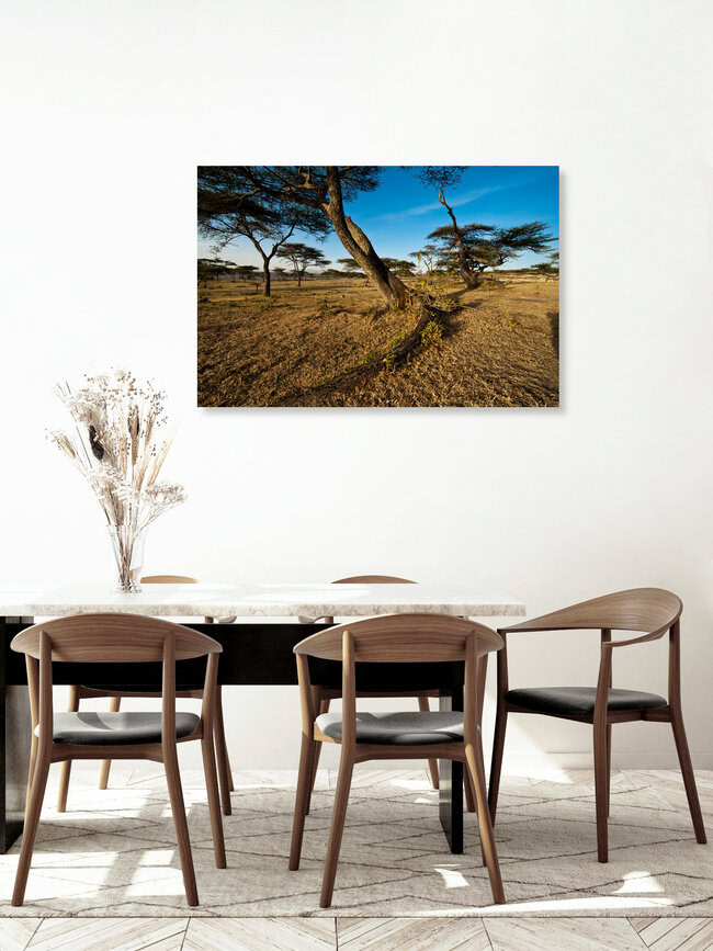 Akazie im Hochland von Äthiopien, Ethiopia – wall art by Alfred Luef as Poster or Acrylic Glass Print