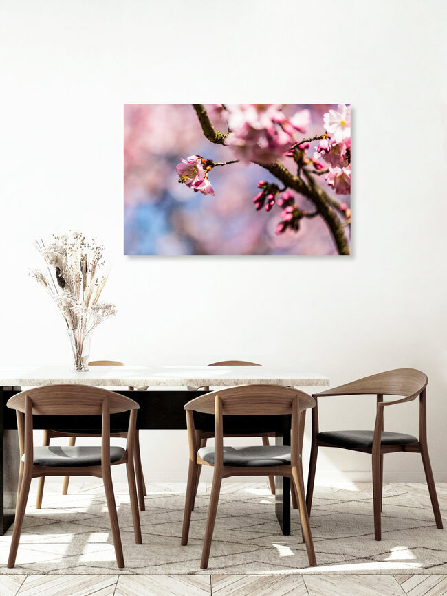 Biene in der Kirschblüte, Deutschland – Fotokunst von Sebastian Rost als Poster oder Acrylglasbild