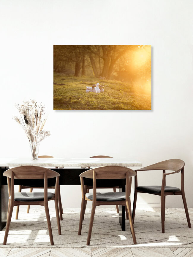 Gänse geniessen die Abendsonne, Deutschland – Fotokunst von Nadja Jacke als Poster oder Acrylglasbild