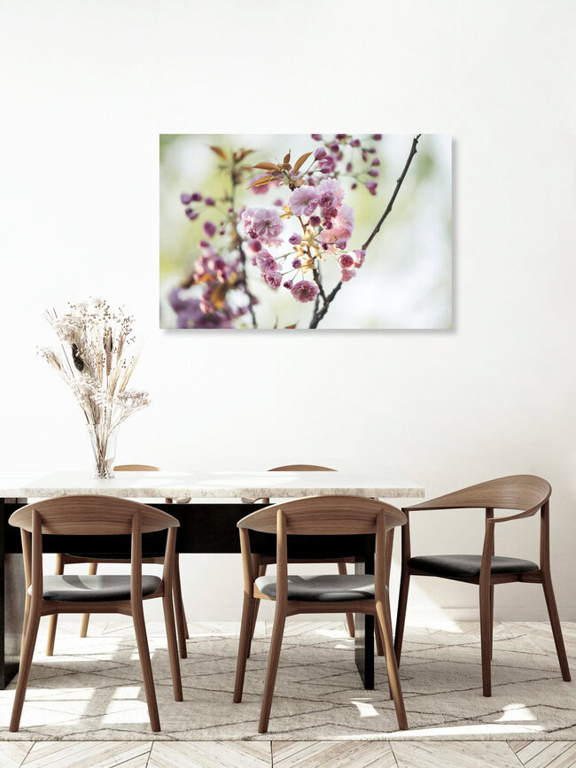 Japanese blossom cherry blooming in the sunlight, Germany – wall art by Nadja Jacke as Poster or Acrylic Glass Print