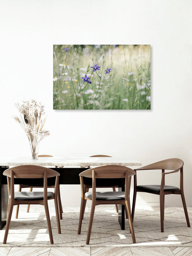 Lila Akeleien in Sommerblumenwiese, Deutschland – Fotokunst von Nadja Jacke als Poster oder Acrylglasbild
