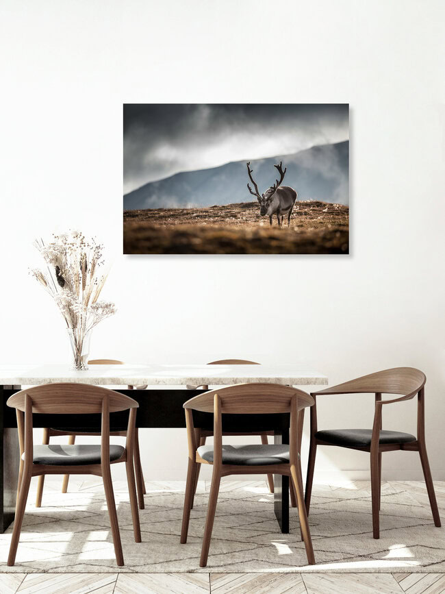 The Reindeer, Spitzbergen – Fotokunst von Sebastian Worm als Poster oder Acrylglasbild
