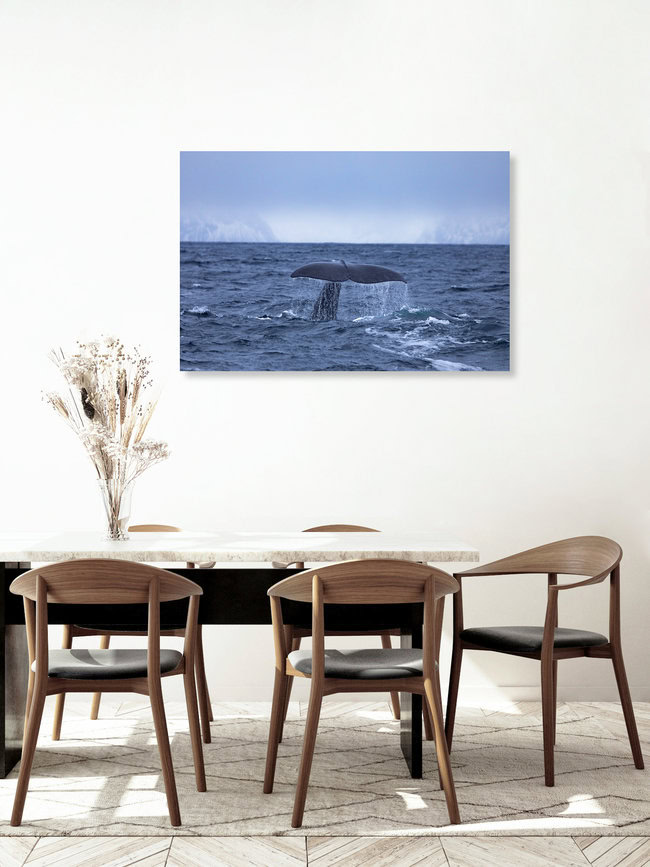 Pottwal-Fluke, Norwegen – Fotokunst von Dirk Heckmann als Poster oder Acrylglasbild