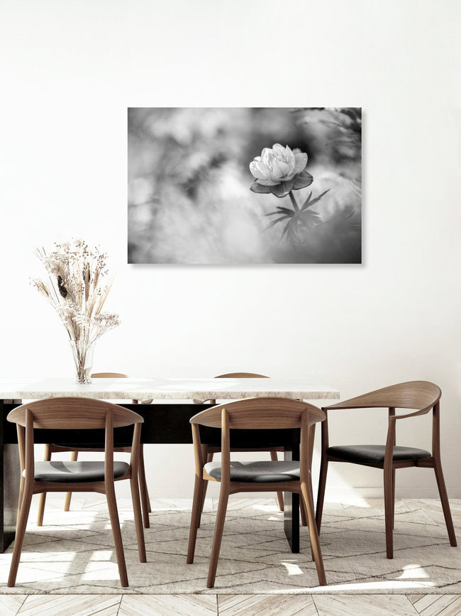 Buttercup B&W, Norway – wall art by Sebastian Worm as Poster or Acrylic Glass Print
