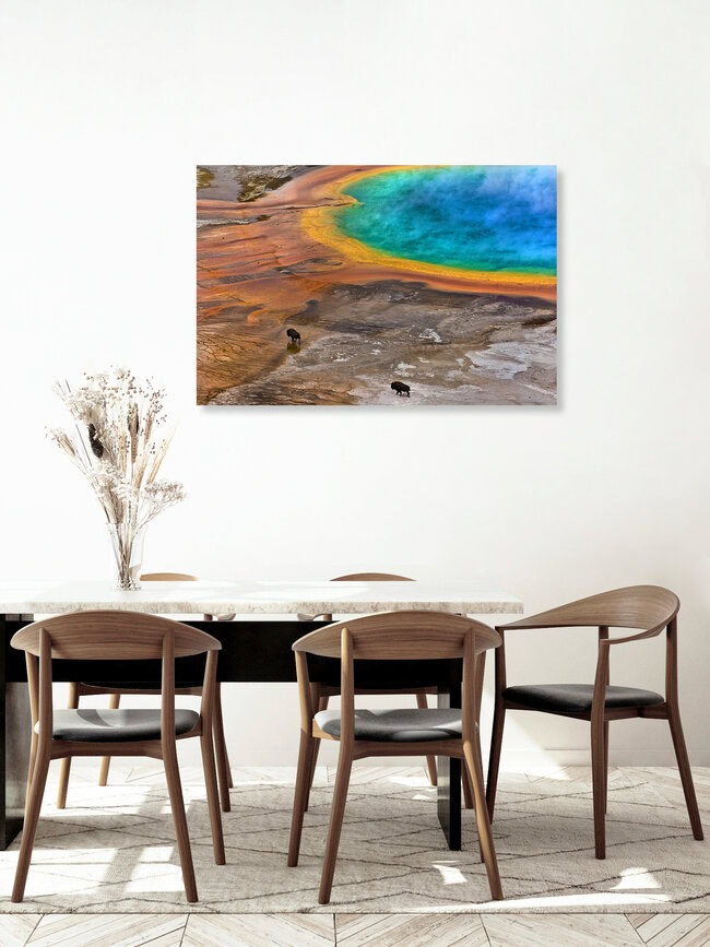 Bisons an der Grand Prismatic Spring im Yellowstone National Park, USA, Vereinigte Staaten – Fotokunst von Lukas Gawenda als Poster oder Acrylglasbild