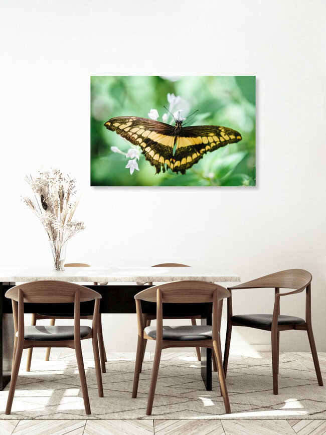 Schmetterling gelb schwarz gestreift, Schweiz – Fotokunst von Peter Wey als Poster oder Acrylglasbild