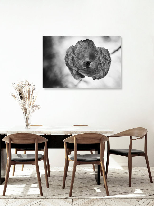 Poppy, Germany – wall art by Malte Scherf as Poster or Acrylic Glass Print