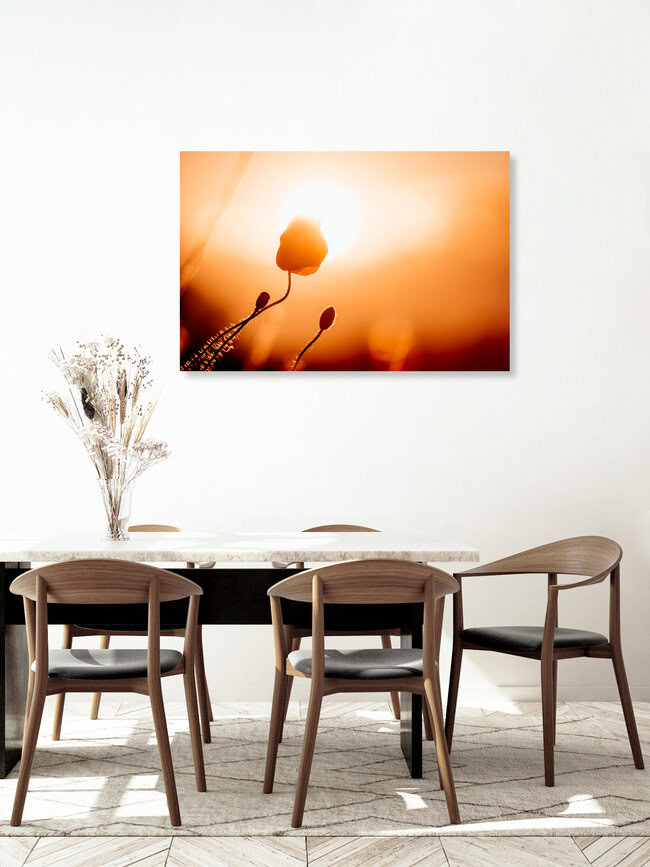 Poppy flower kisses the sun, Germany – wall art by Oliver Henze as Poster or Acrylic Glass Print
