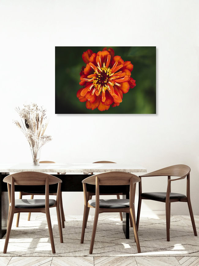 Zinnien Sommerblumen, Deutschland – Fotokunst von Nadja Jacke als Poster oder Acrylglasbild