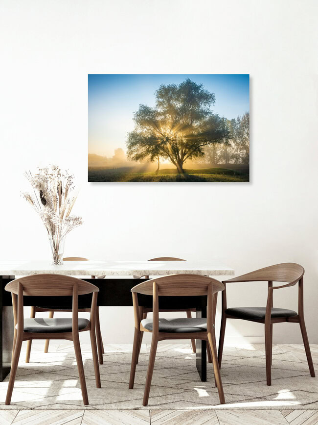 Autumn Light Tree, Germany – wall art by Martin Wasilewski as Poster or Acrylic Glass Print