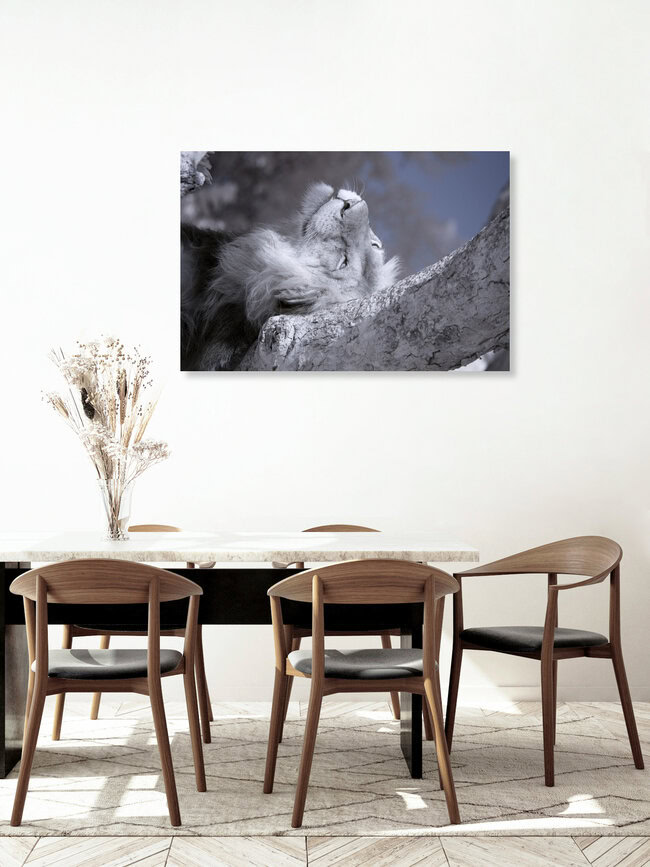 lazy, Uganda – wall art by Nicole Cambré as Poster or Acrylic Glass Print