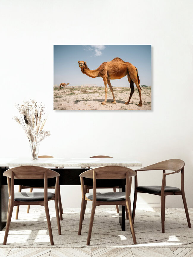 Kamele im Iran, Iran – Fotokunst von Claas Liegmann als Poster oder Acrylglasbild