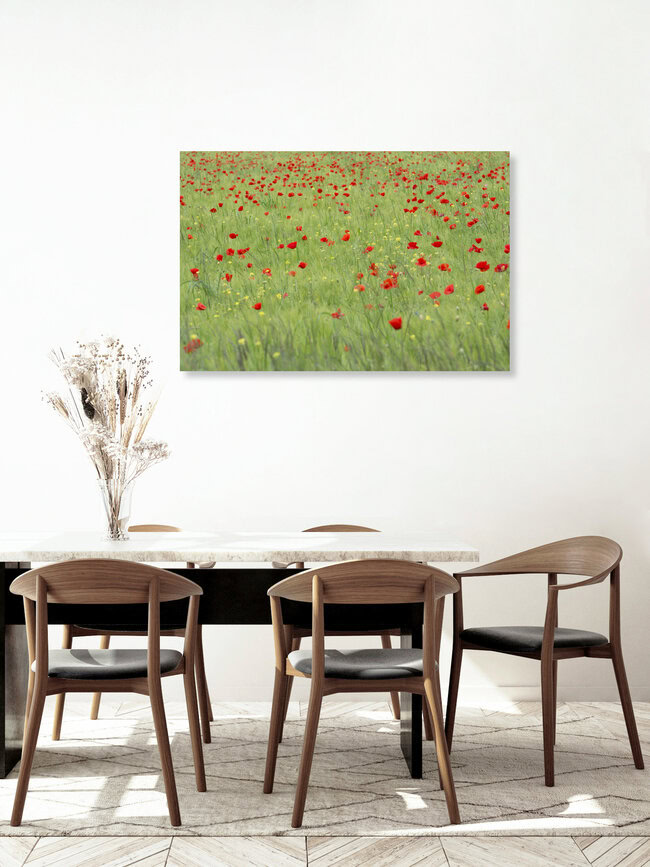 Field of poppies, Switzerland – wall art by Thomas Staubli as Poster or Acrylic Glass Print