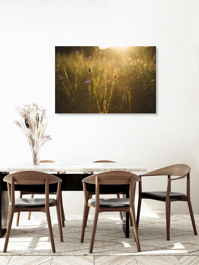 Cornflower and poppy at sunset, Germany – wall art by Nadja Jacke as Poster or Acrylic Glass Print