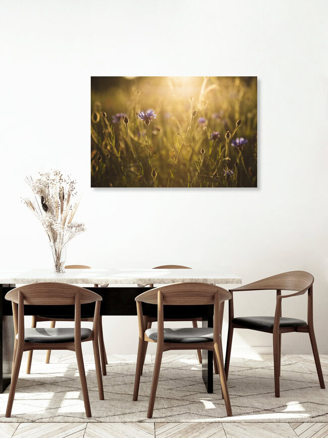 Kornblume zum Sonnenuntergang, Deutschland – Fotokunst von Nadja Jacke als Poster oder Acrylglasbild