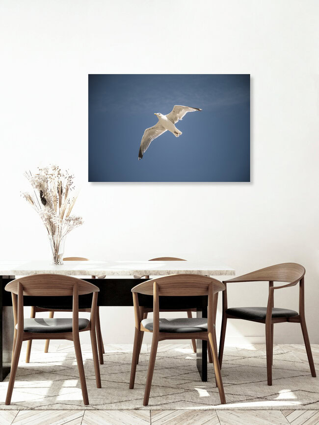 Möwe im Flug, Deutschland – Fotokunst von Nadja Jacke als Poster oder Acrylglasbild