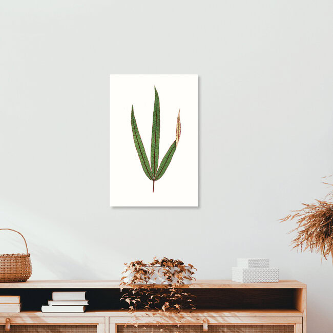 'Benjamin Fawcett: Terminalia elegans' – Wall Art by Vintage Nature Graphics as Poster or Acrylic Glass Print