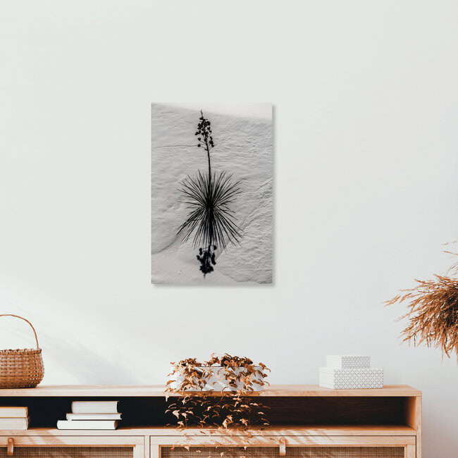 White Sands Flower, United States – wall art by Marc Rasmus as Poster or Acrylic Glass Print