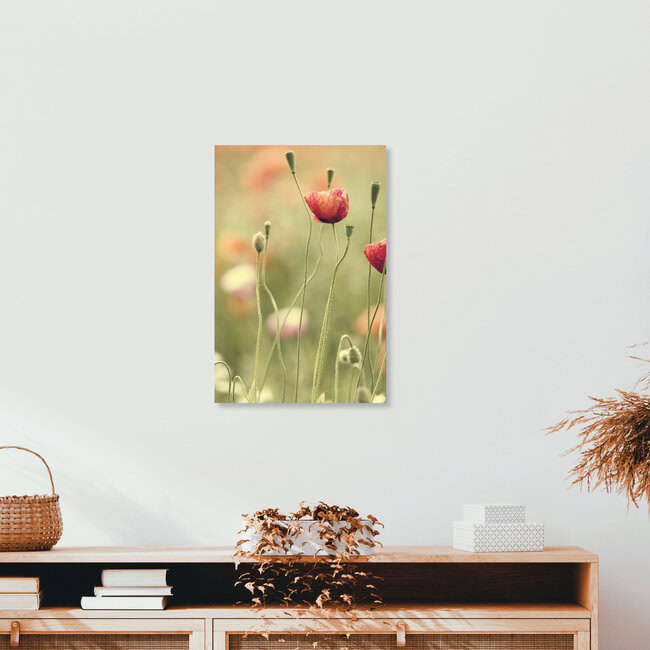 Mohnblumen im Sommer, Deutschland – Fotokunst von Nadja Jacke als Poster oder Acrylglasbild