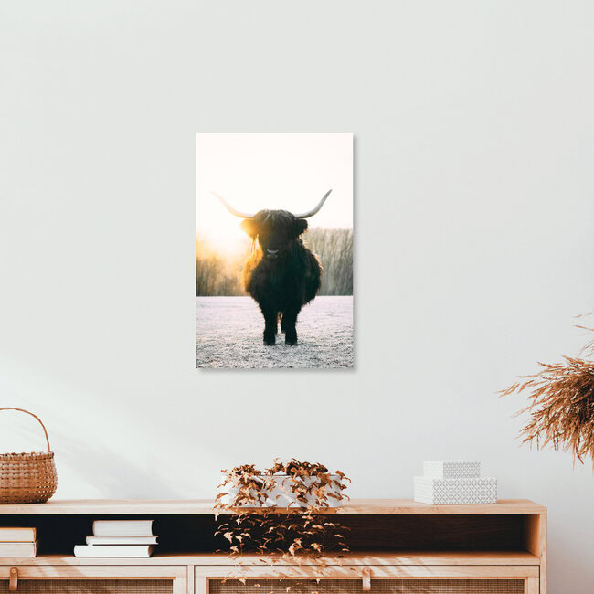 Black Highland Cattle, Germany – wall art by Patrick Monatsberger as Poster or Acrylic Glass Print