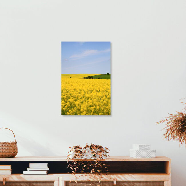 Rapsfeld, Deutschland – Fotokunst von Jens Berger als Poster oder Acrylglasbild