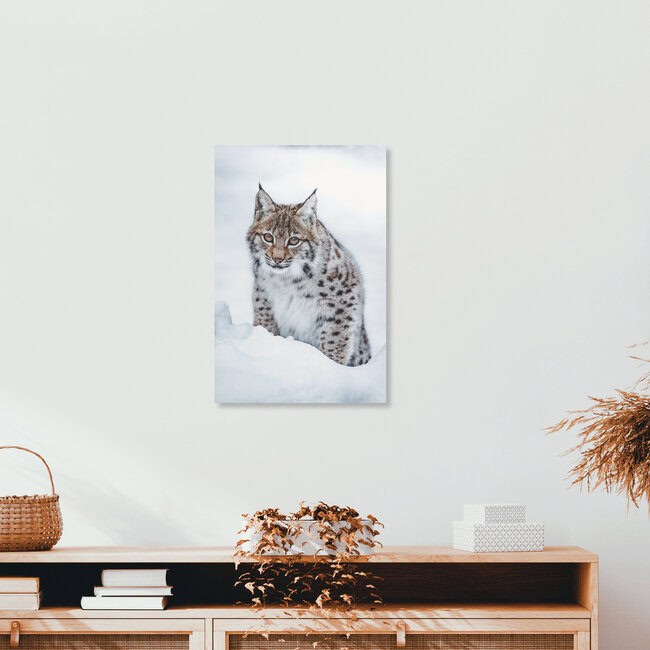 Little Lynx, Germany – wall art by Patrick Monatsberger as Poster or Acrylic Glass Print