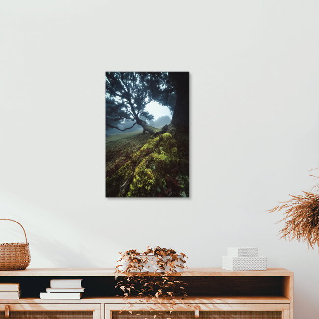 Madeira Fanal Nebelwald, Portugal – Fotokunst von Jean Claude Castor als Poster oder Acrylglasbild