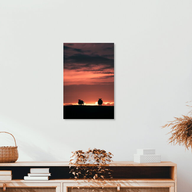 The sunset sheep, Norway – wall art by Sebastian Worm as Poster or Acrylic Glass Print