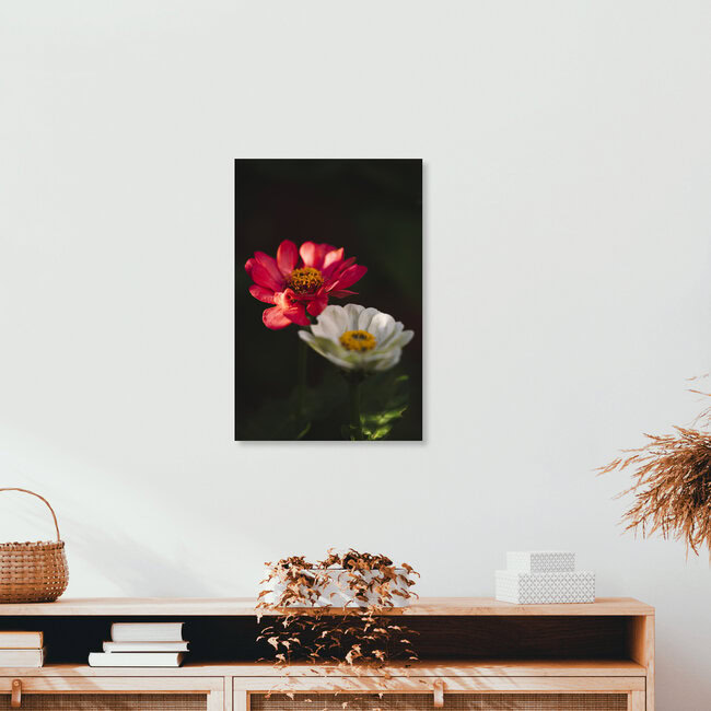 Zinnien Sommerblumen, Deutschland – Fotokunst von Nadja Jacke als Poster oder Acrylglasbild