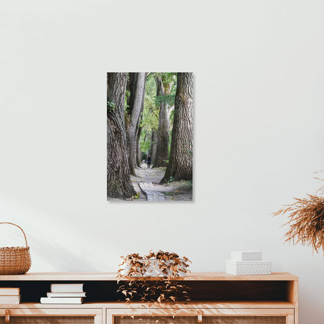 Allee Regensburg, Deutschland – Fotokunst von Thomas Müller als Poster oder Acrylglasbild