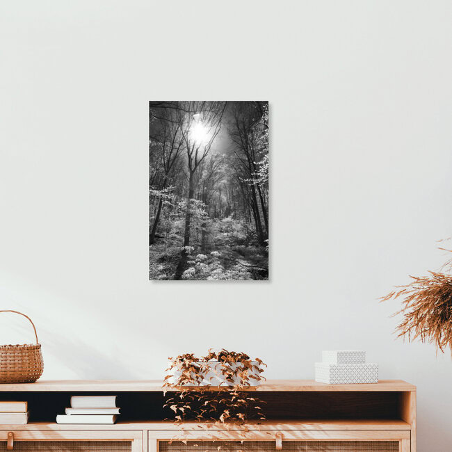 Märchenwald, Deutschland – Fotokunst von Darius Ortmann als Poster oder Acrylglasbild