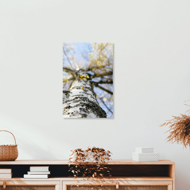 Birkenzweig am Stamm, Deutschland – Fotokunst von Nadja Jacke als Poster oder Acrylglasbild