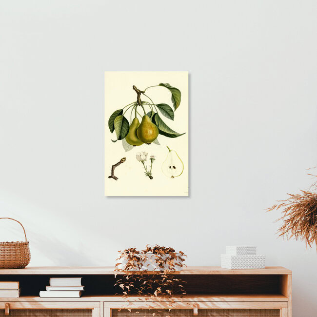 'Vintage illustration pears 2' – Wall Art by Vintage Nature Graphics as Poster or Acrylic Glass Print