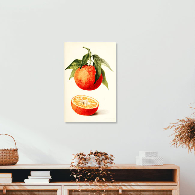 'Vintage illustration orange' – Wall Art by Vintage Nature Graphics as Poster or Acrylic Glass Print