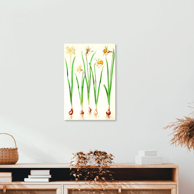 Wandbild 'Vintage Illustration Narzissen' – Kunst von Vintage Nature Graphics als Poster oder Acrylglasbild