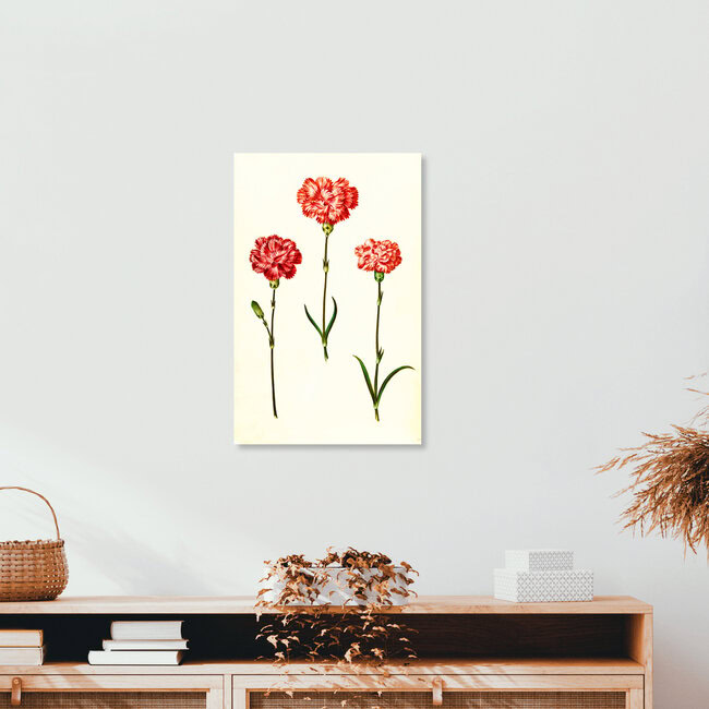'Vintage illustration of Dianthus Caryophyllus' – Wall Art by Vintage Nature Graphics as Poster or Acrylic Glass Print